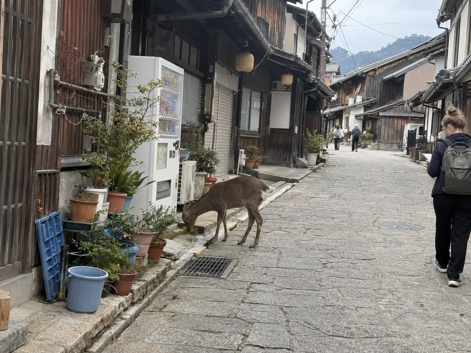 A traveler with a small backpack walking up a narrow lane of old wooden townhouses on Miyajima on an overcast afternoon, a deer nibbling at the roadside beside a vending machine and potted plants
