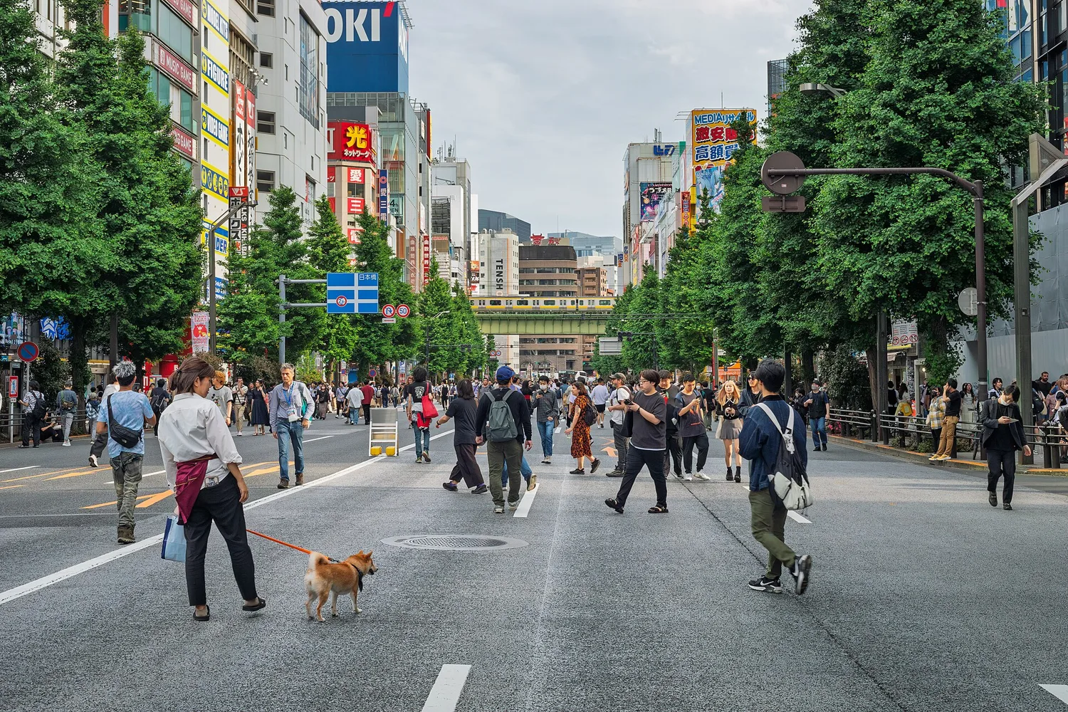 Chuo-dori in Akihabara closed to cars on a Sunday, with people walking down the middle of the street between rows of trees