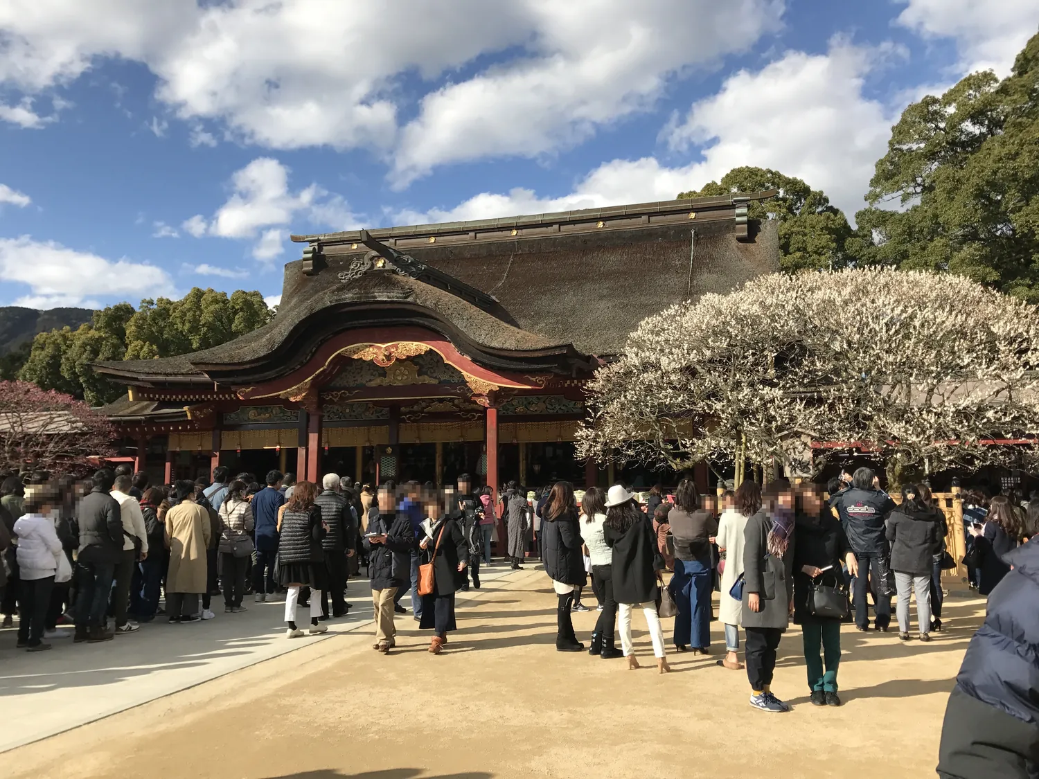 A white-flowering plum tree beside a shrine hall with a deep roof, with visitors gathered in the courtyard