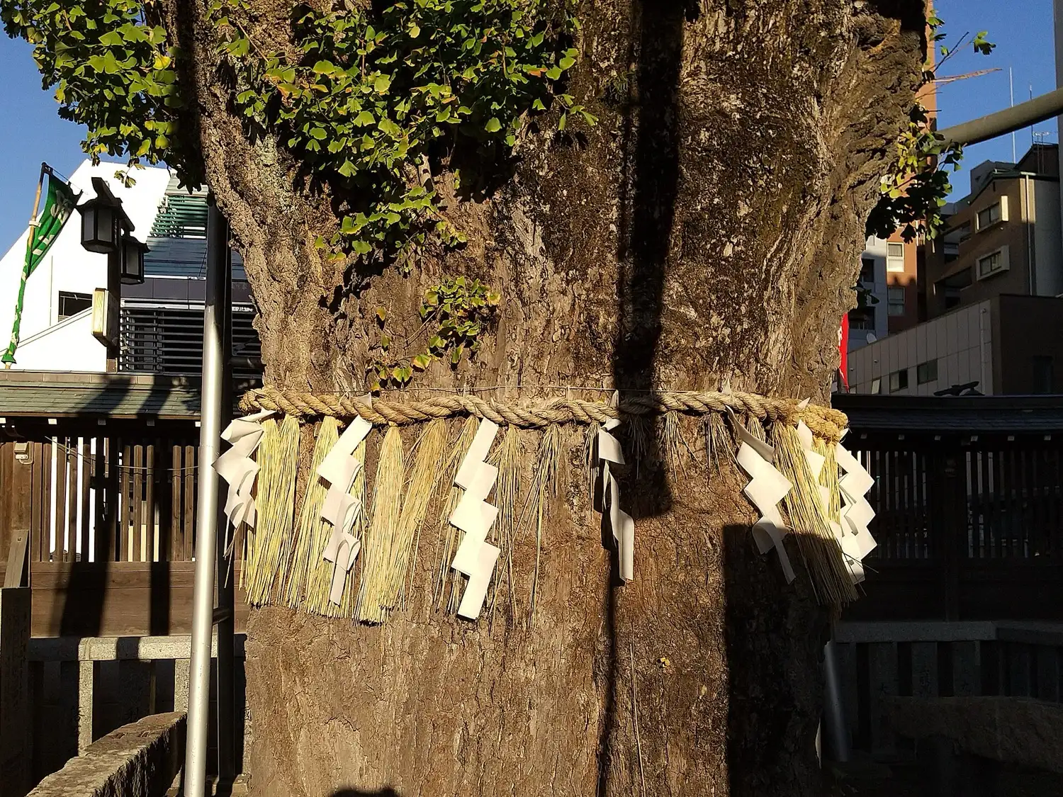 The thick trunk of an old ginkgo tree wrapped in a rope with white paper streamers