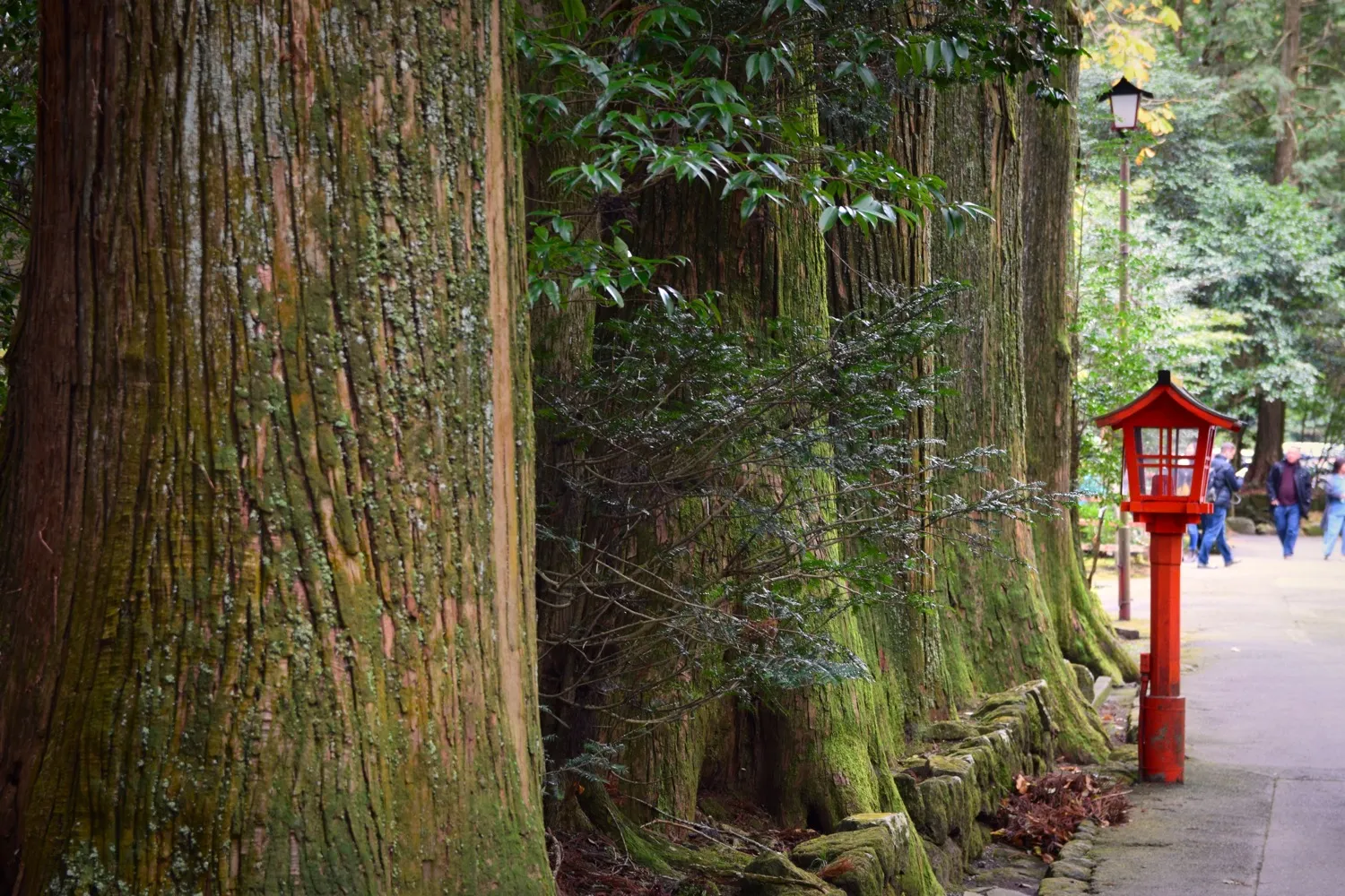 Huge cedar trunks lining a path, with a vermilion lantern beside it