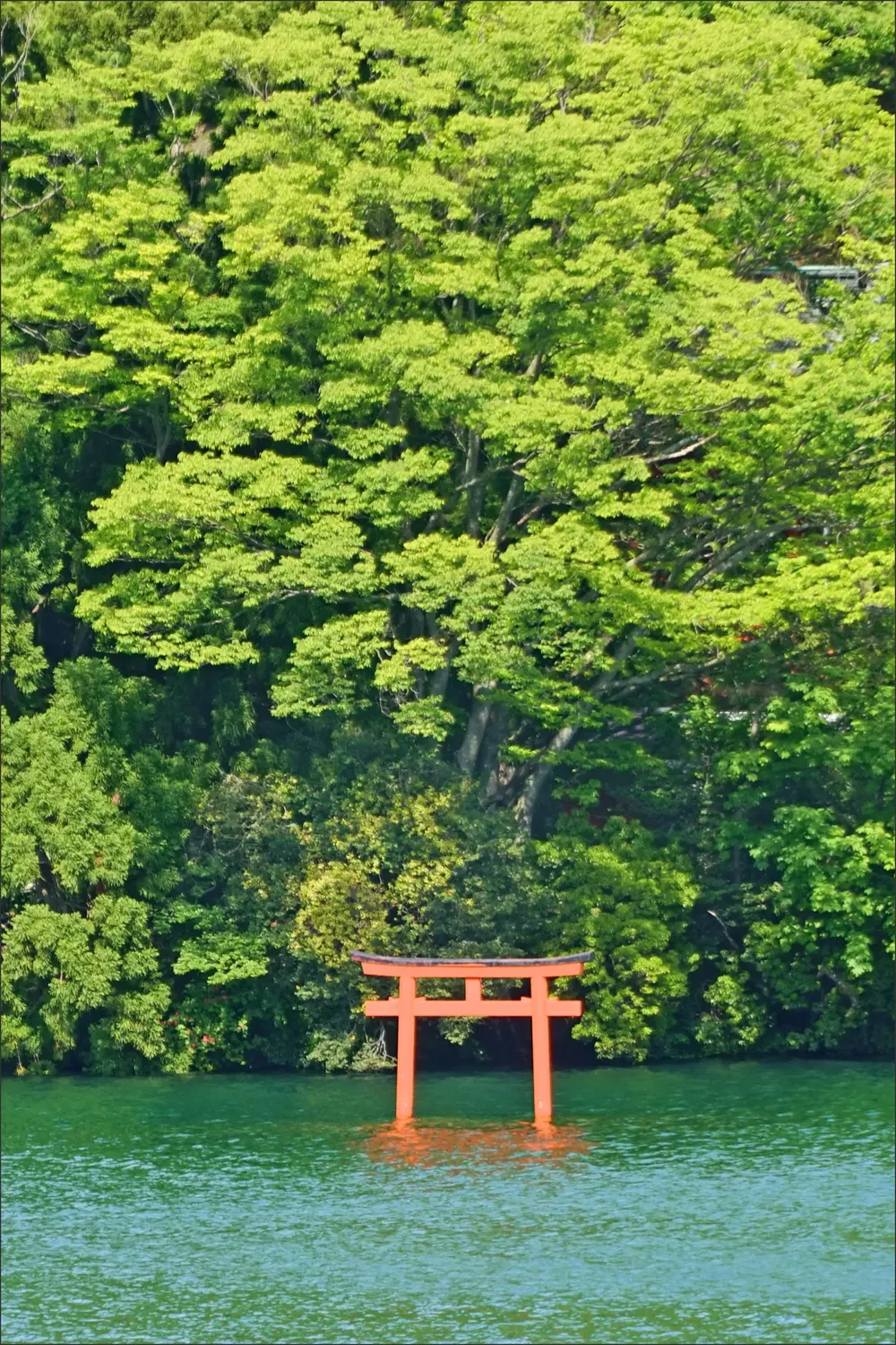A small vermilion torii standing in green water below a dense forest