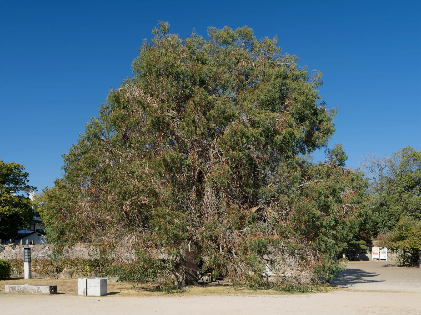 A large, spreading eucalyptus tree in the Ninomaru area of Hiroshima Castle