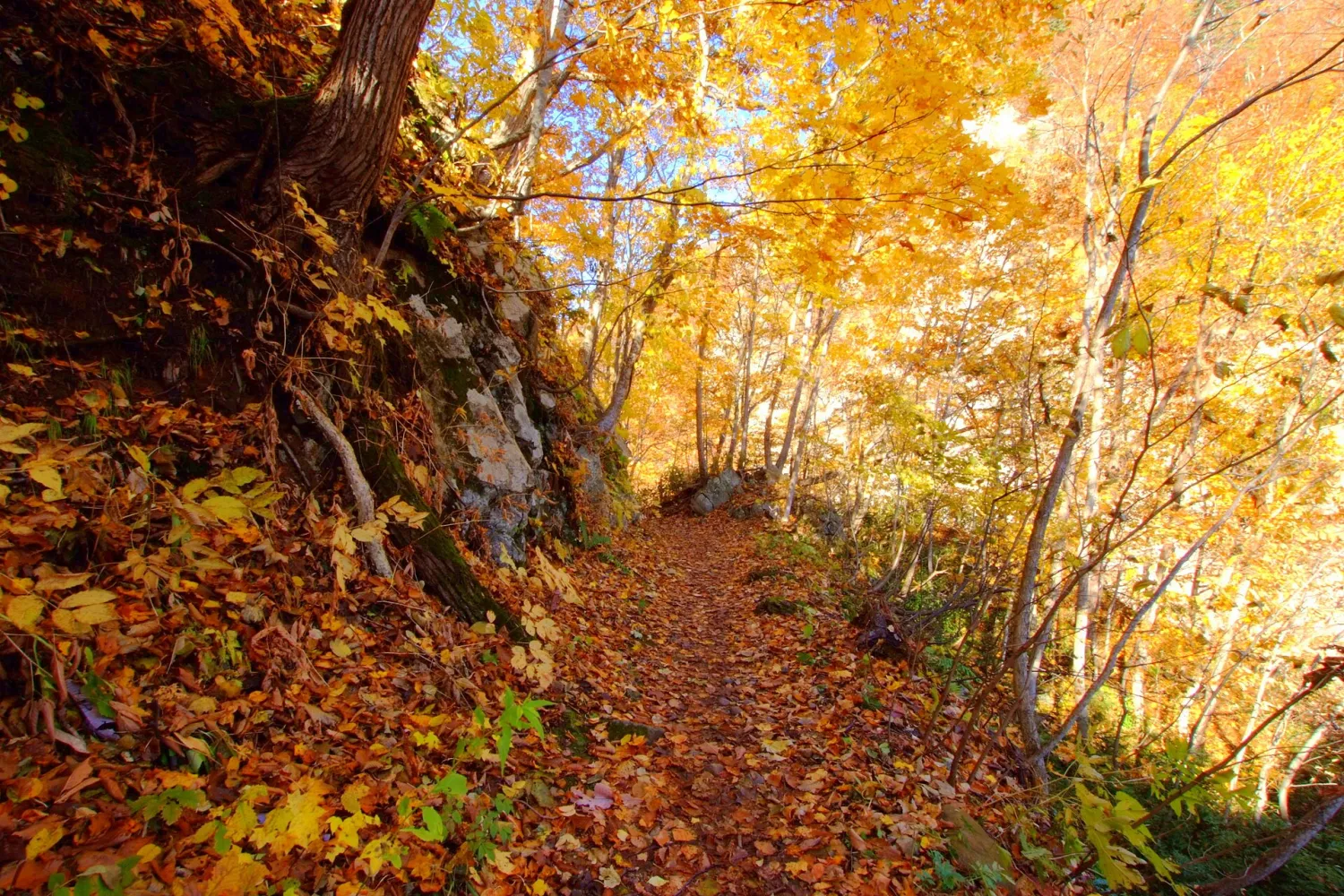 A narrow forest path covered in fallen leaves under yellow and orange trees