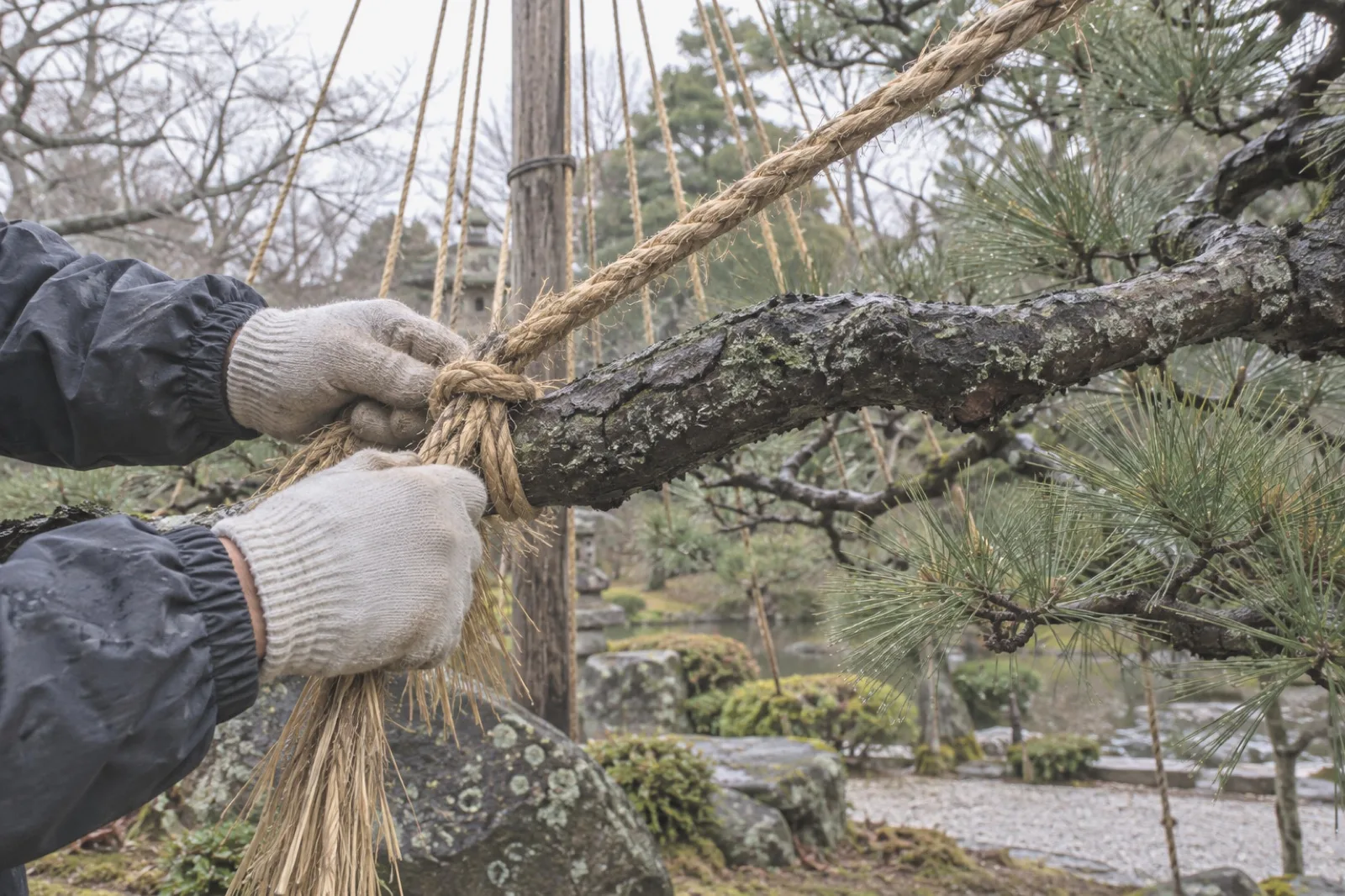 A gardener's gloved hands tying rope to a pine branch