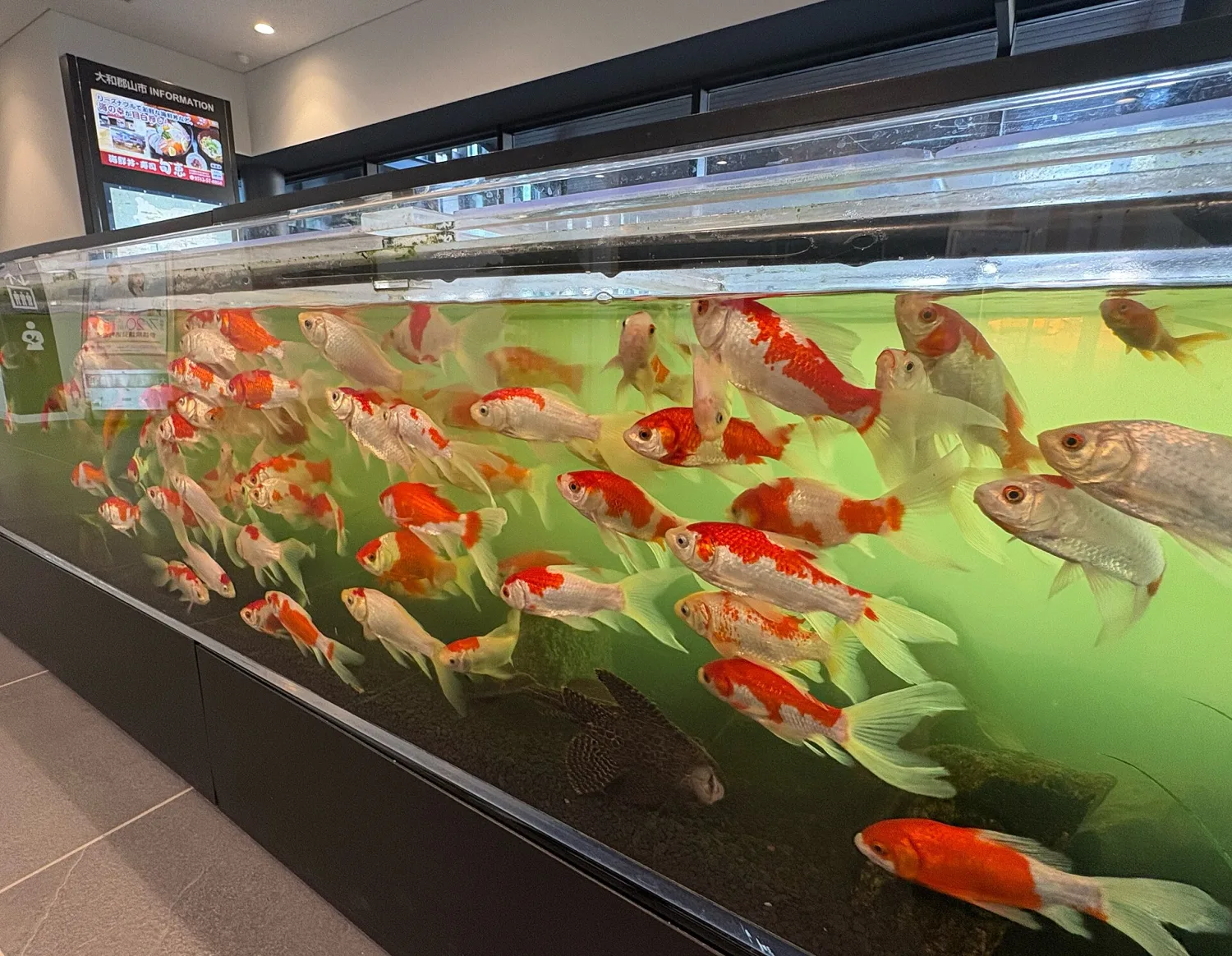 Red and white goldfish swimming in a long indoor tank