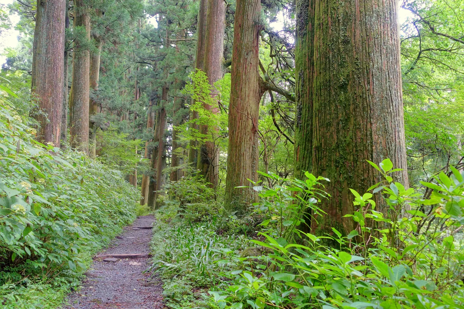 A narrow path running between tall, straight cedar trunks