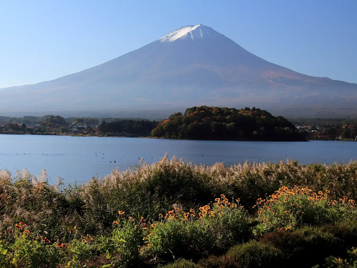 Lake Kawaguchi and Mount Fuji seen from Oishi Park, with plants along the shore in front