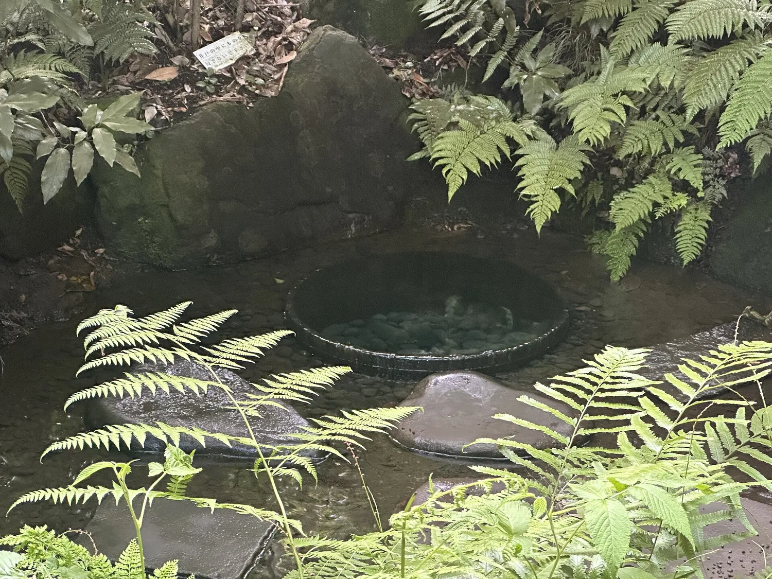 Kiyomasa's Well in the Meiji Shrine inner garden, a small pool of clear water among ferns and moss-covered rocks