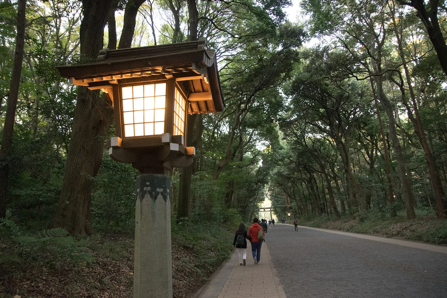 A wide gravel path lined with tall trees at Meiji Shrine, with a wooden lantern on a stone base on the left