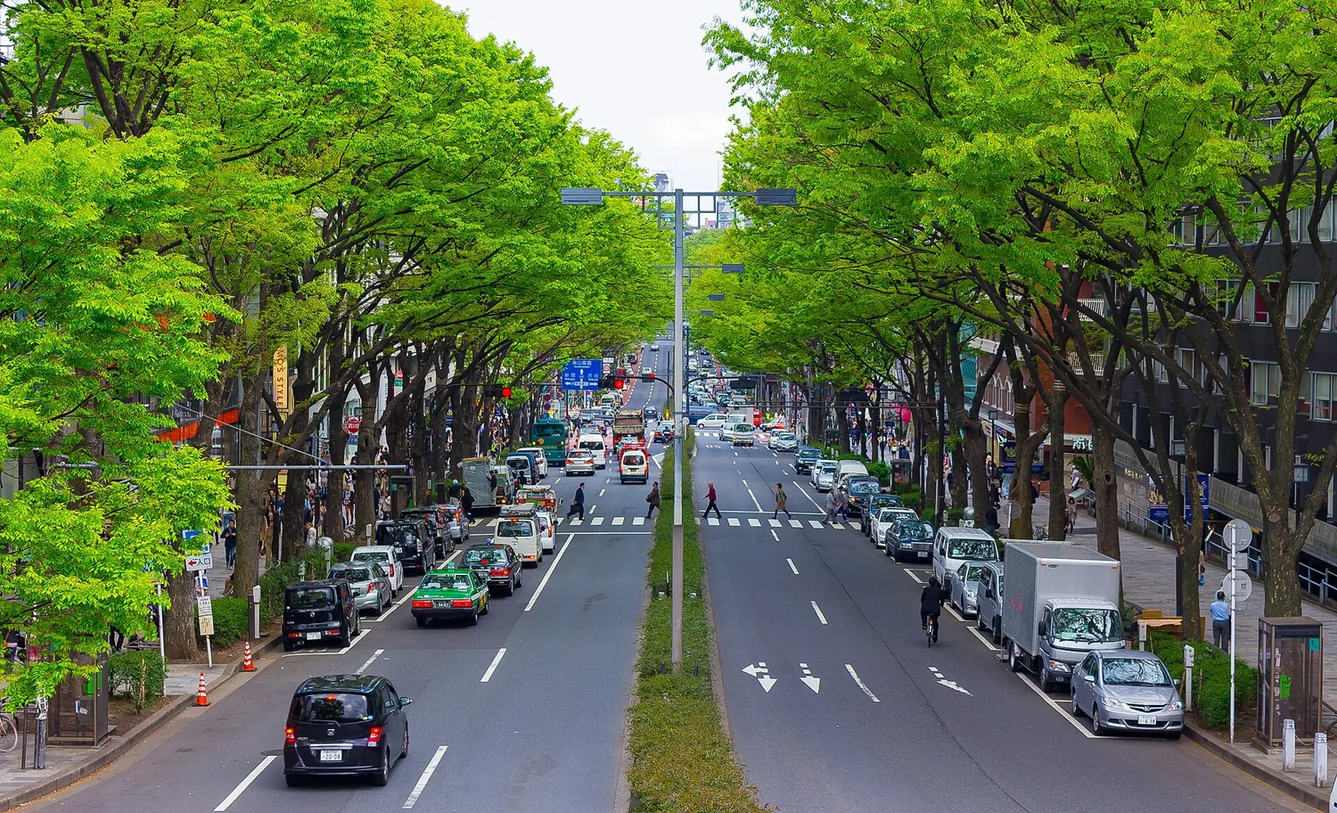 Omotesando Avenue under fresh green zelkova trees in spring, seen from a pedestrian overpass