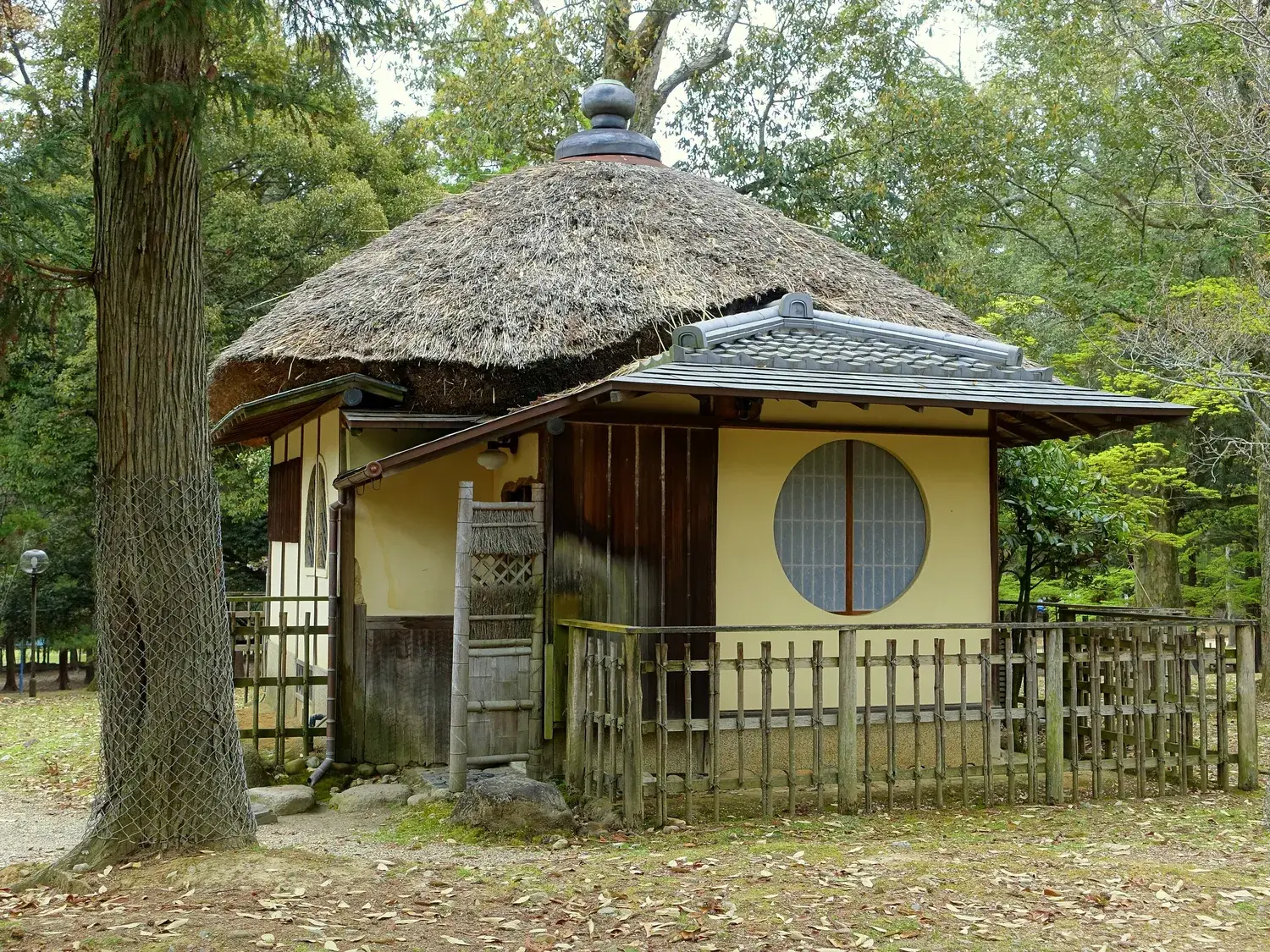 A small thatched-roof building with a round window and a bamboo fence, standing among tall trees on fallen leaves