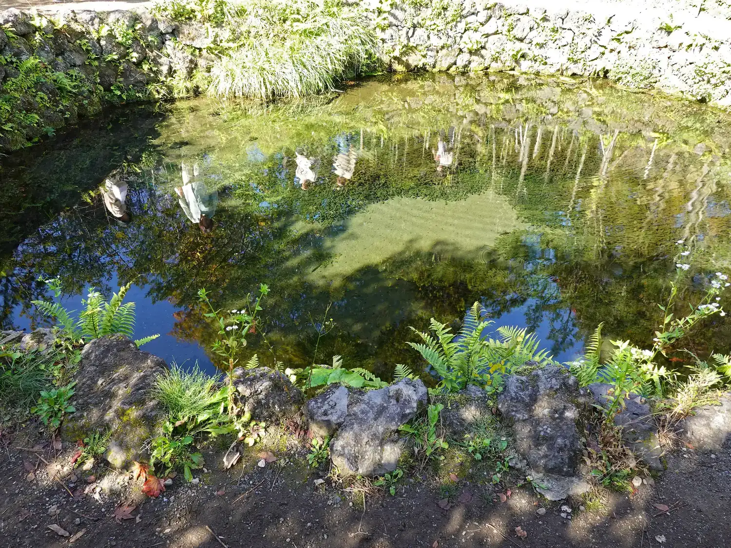 A small, clear pond with a green sandy bottom, edged with grass and stones