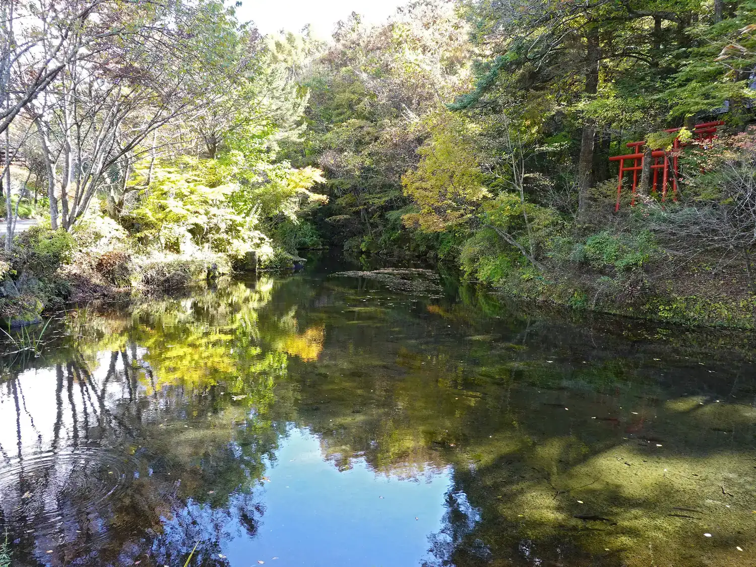 A still pond reflecting autumn trees, with woods rising behind it